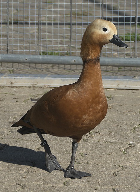 场价值与